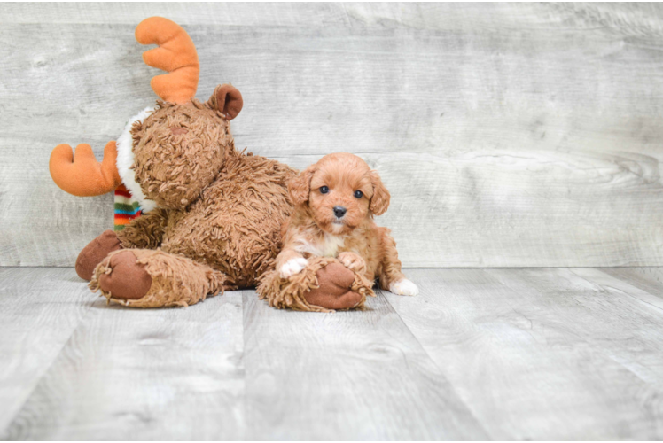 Best Cavapoo Baby