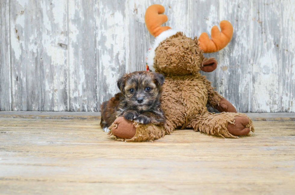 Happy Morkie Baby