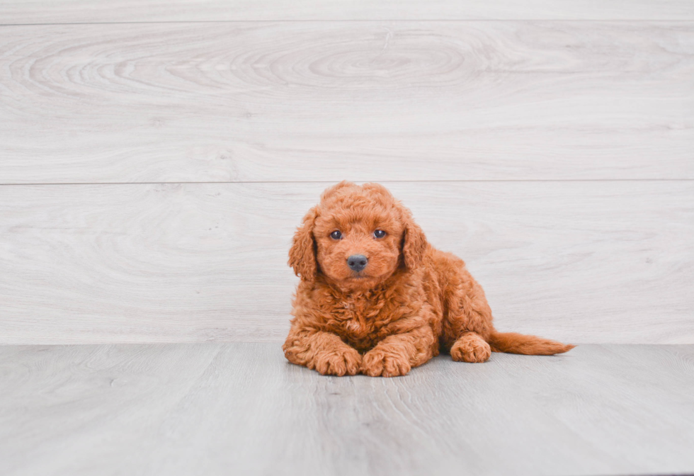 Small Mini Goldendoodle Baby