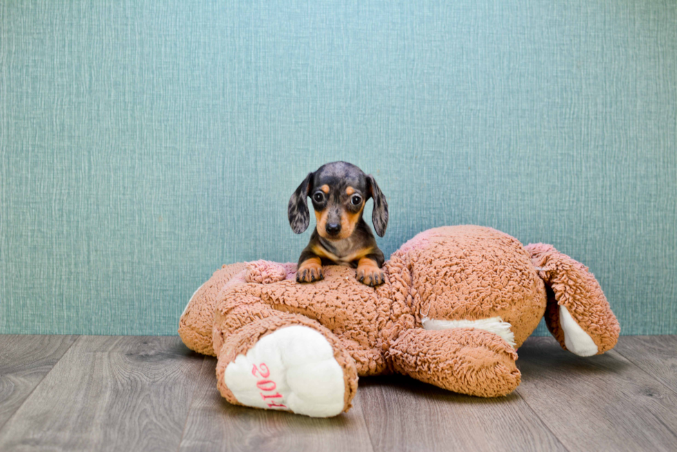 Best Dachshund Baby