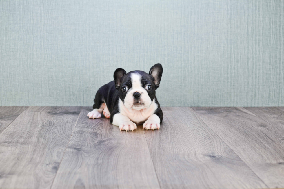 French Bulldog Puppy for Adoption