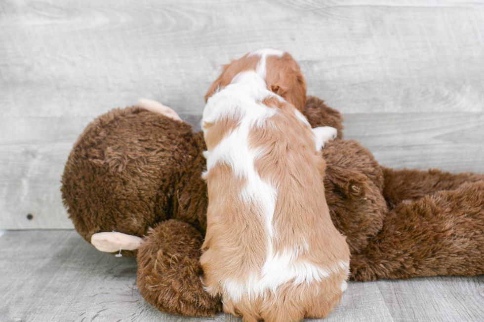 Best Cavalier King Charles Spaniel Baby