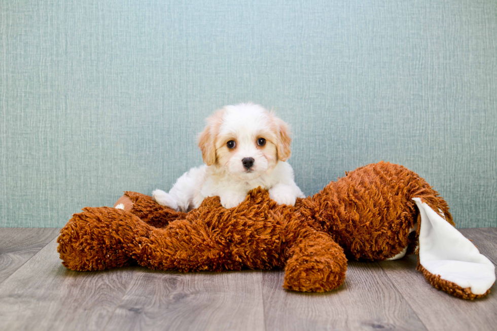 Best Cavachon Baby