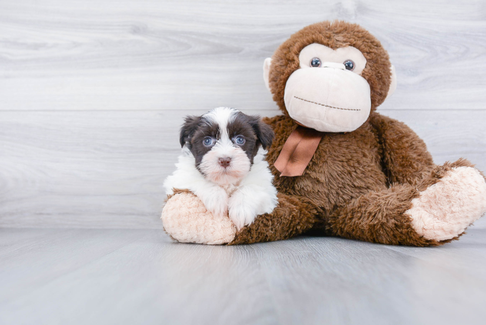 Small Havanese Baby