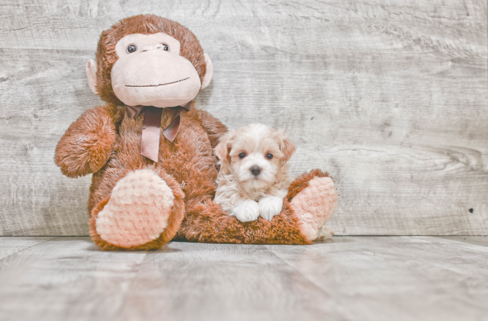 Maltipoo Puppy for Adoption