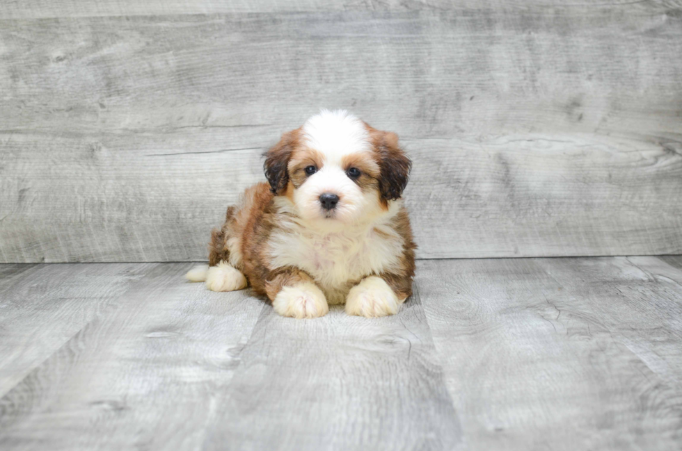 Mini Bernedoodle Pup Being Cute