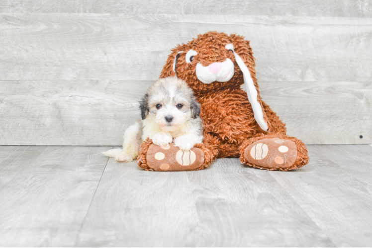 Sweet Havanese Purebred Puppy