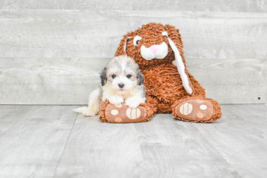 Sweet Havanese Purebred Puppy