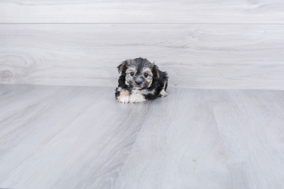Little Yorkie Designer Puppy