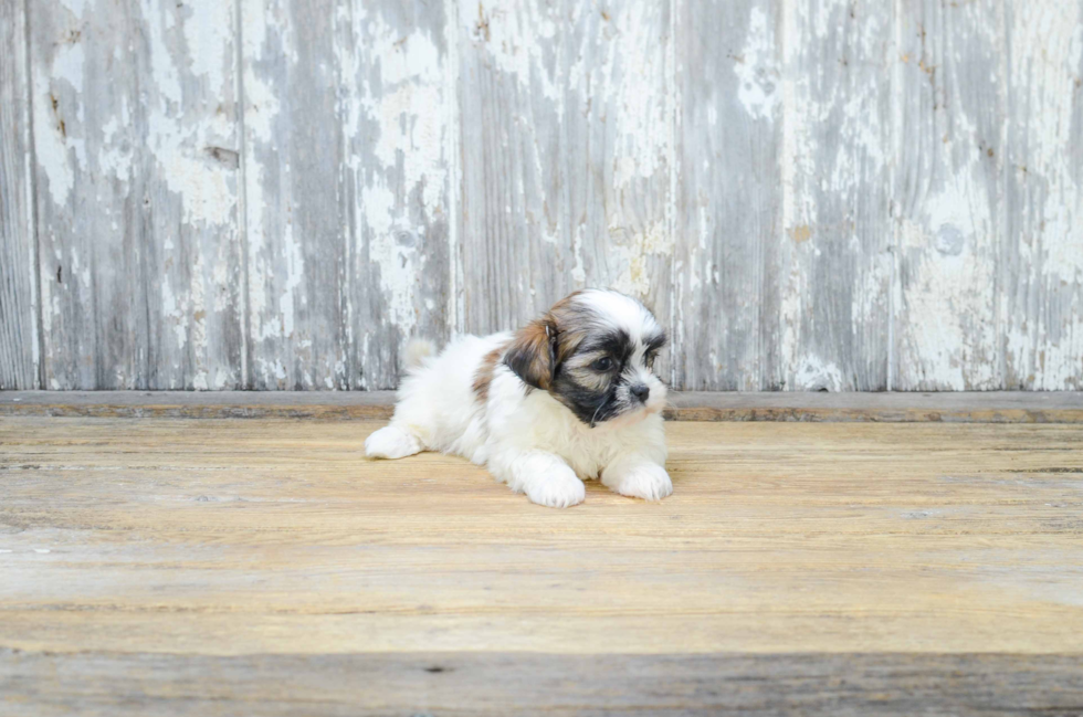 Teddy Bear Pup Being Cute