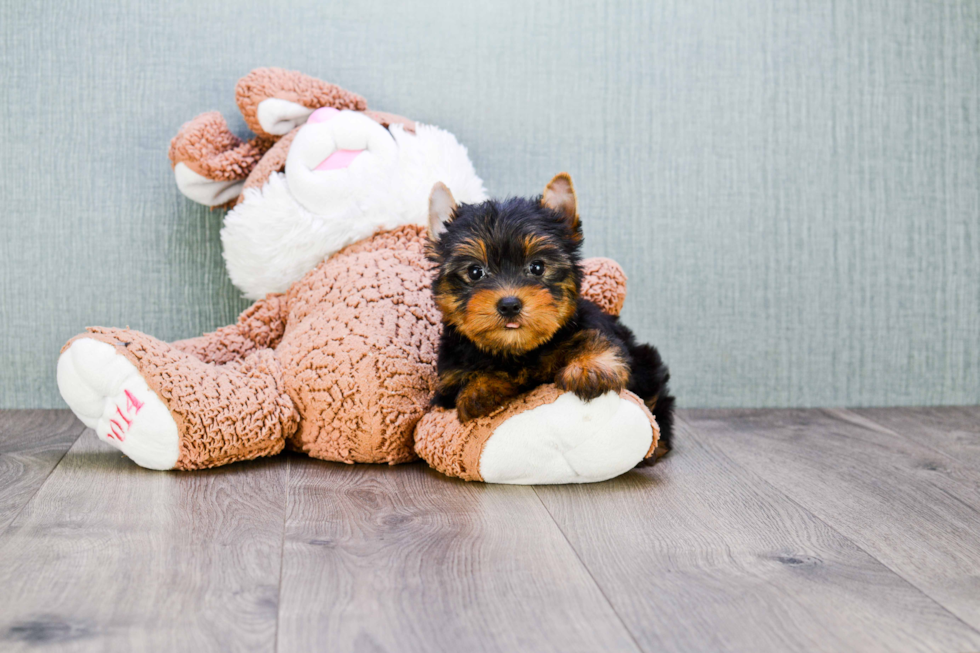 Meet Rascal - our Yorkshire Terrier Puppy Photo 