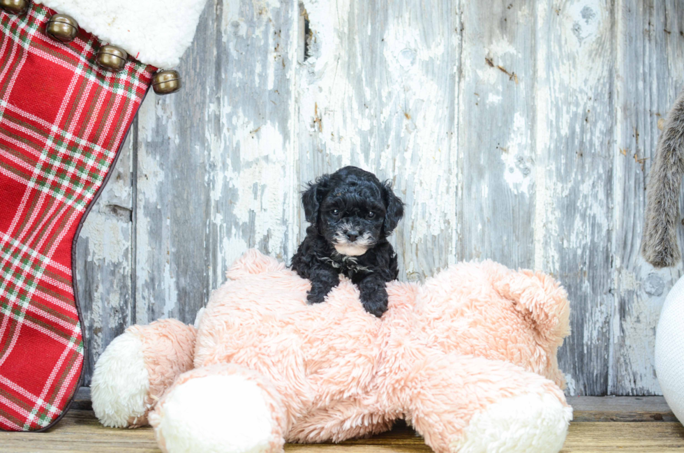 Akc Registered Poodle Baby