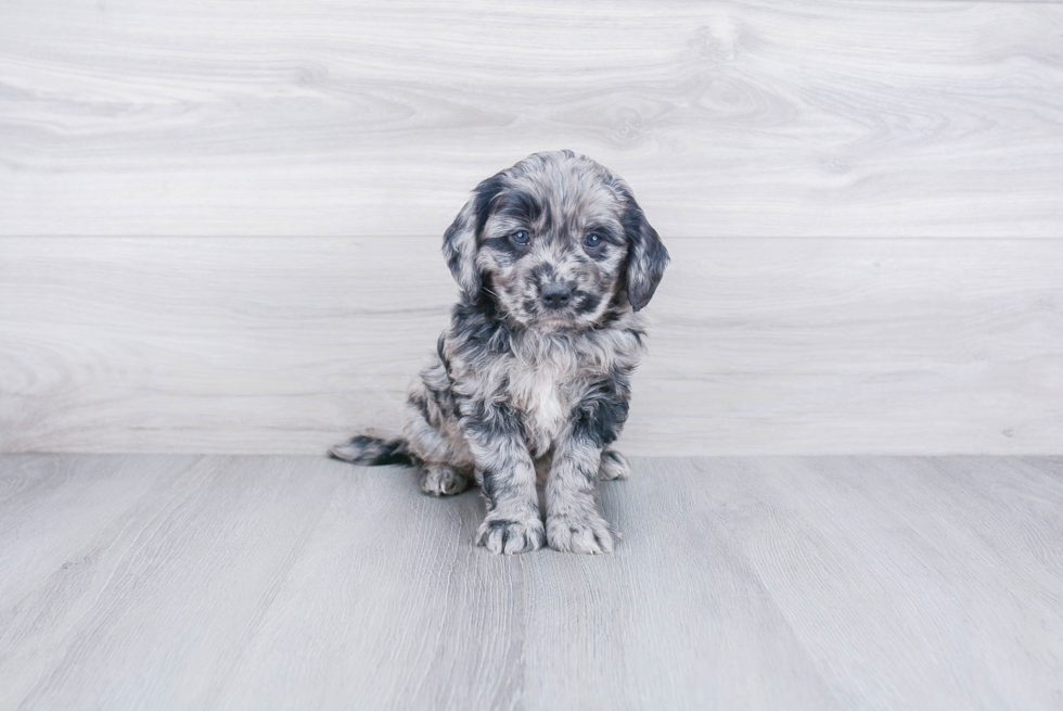 Smart Mini Goldendoodle Poodle Mix Pup