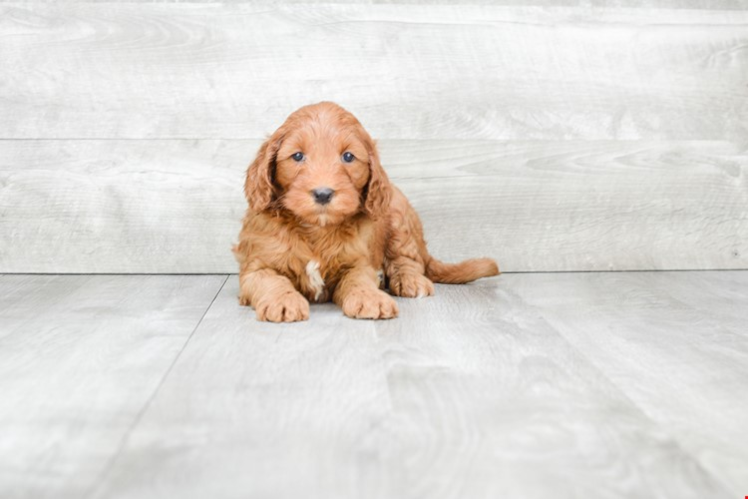 Funny Mini Goldendoodle Poodle Mix Pup