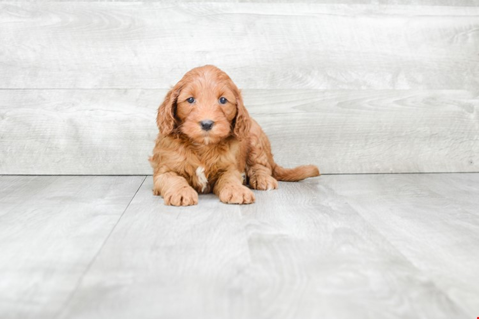 Funny Mini Goldendoodle Poodle Mix Pup