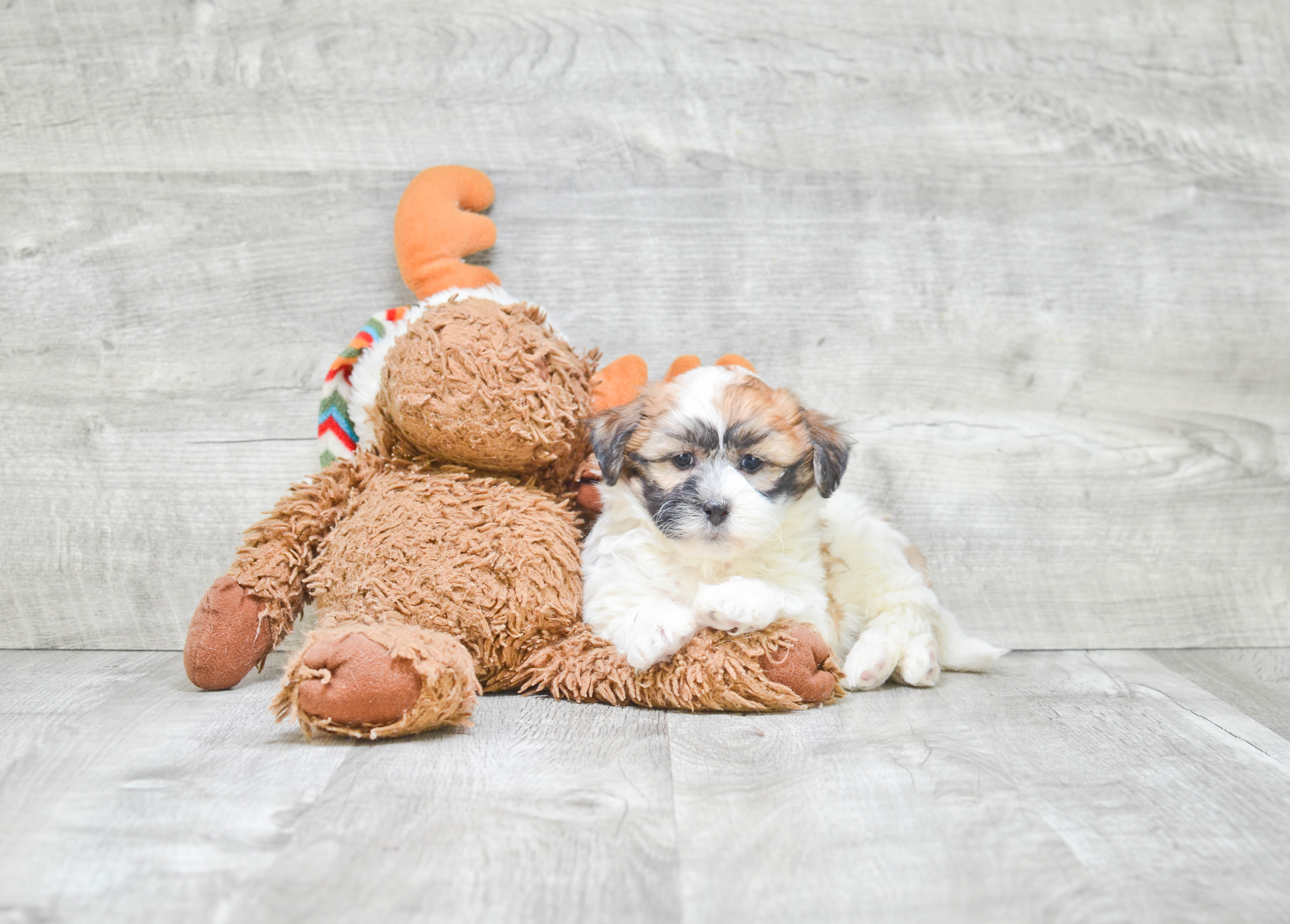 Fluffy Teddy Bear Designer Pup