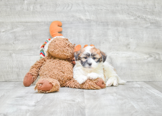 Fluffy Teddy Bear Designer Pup