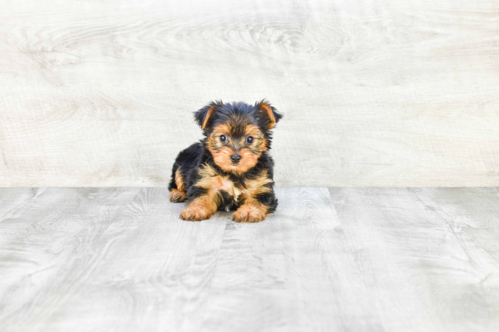 Meet Lebron - our Yorkshire Terrier Puppy Photo 