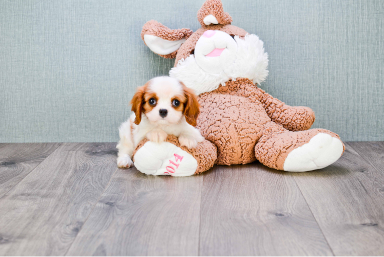 Petite Cavalier King Charles Spaniel Purebred Puppy