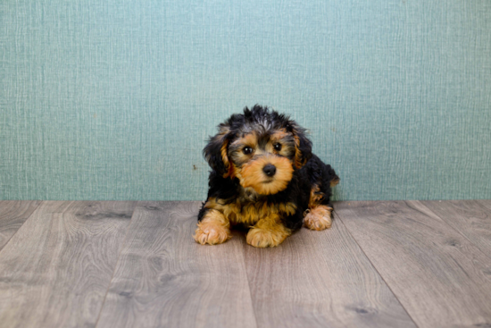 Yorkie Poo Pup Being Cute