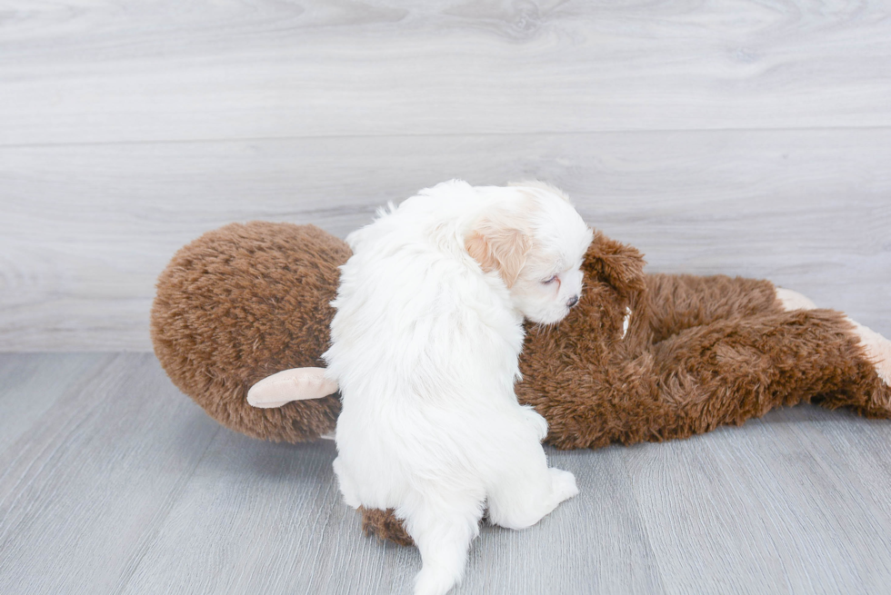 Petite Shih Poo Poodle Mix Pup