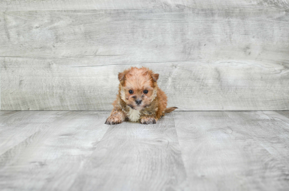 Morkie Pup Being Cute