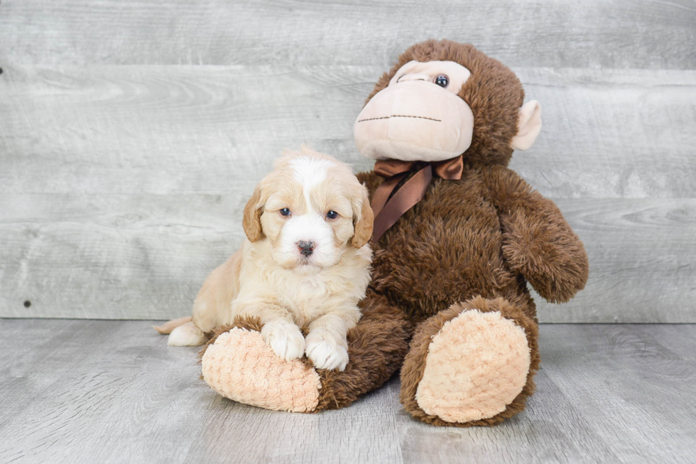 Mini Goldendoodle Puppy for Adoption