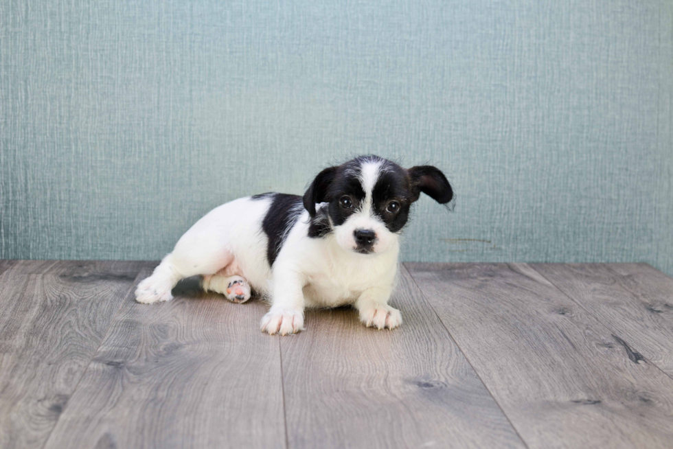 French Bulldog Puppy for Adoption