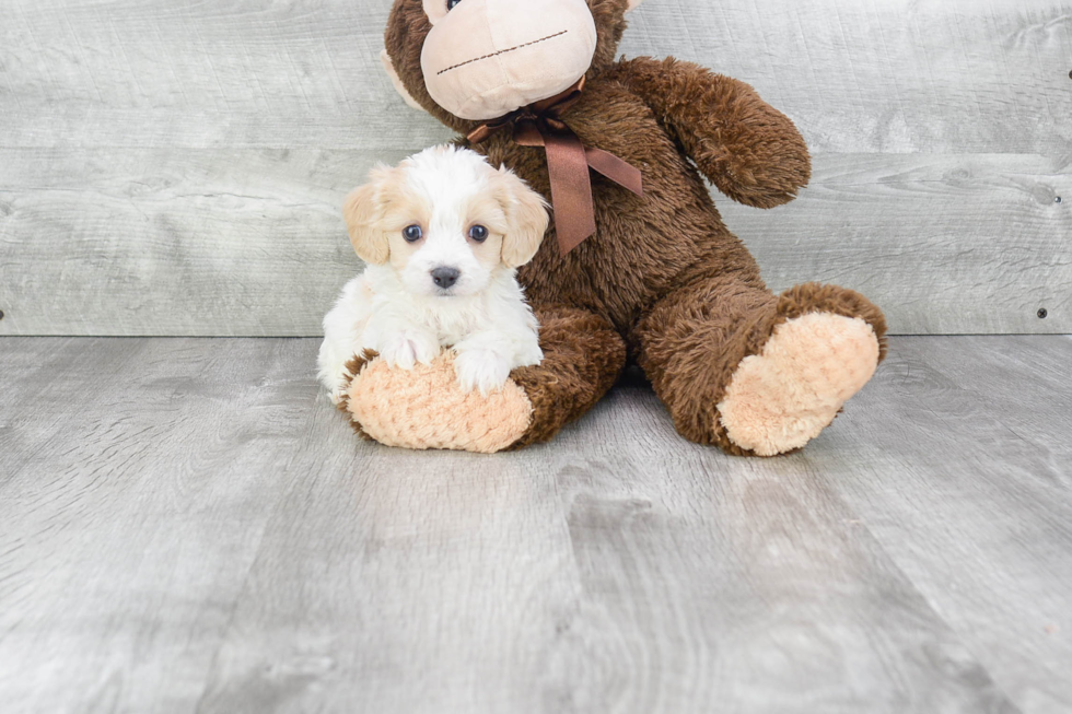 Sweet Cavachon Baby