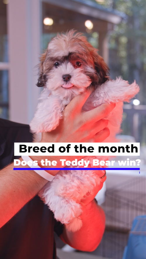 Premier Pups Meet the Teddy Bear puppy Trending Video