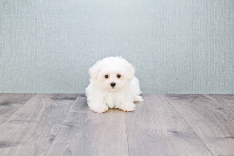 Playful Maltese Baby