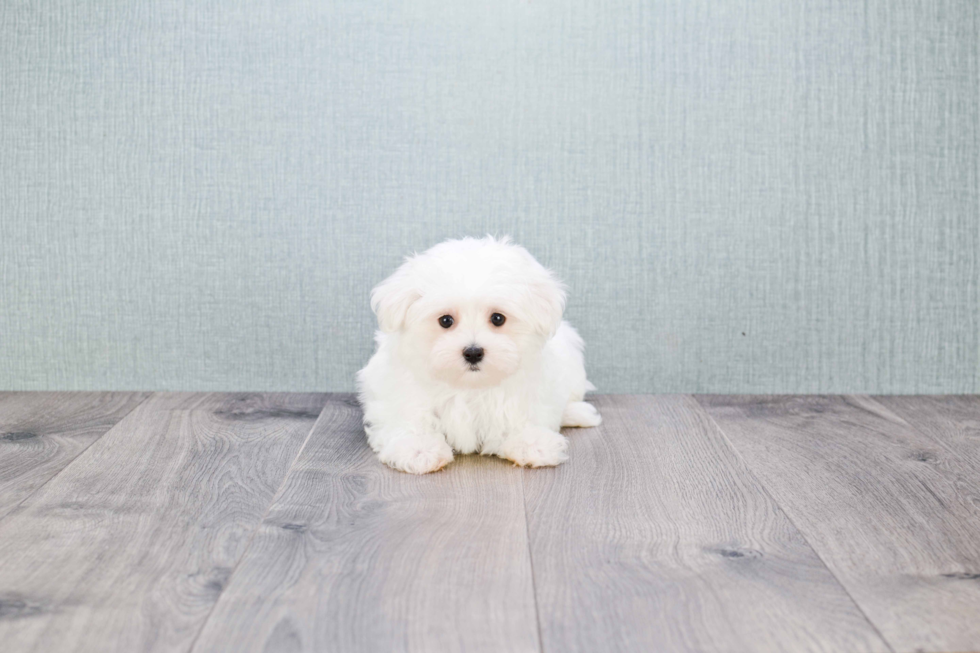 Playful Maltese Baby