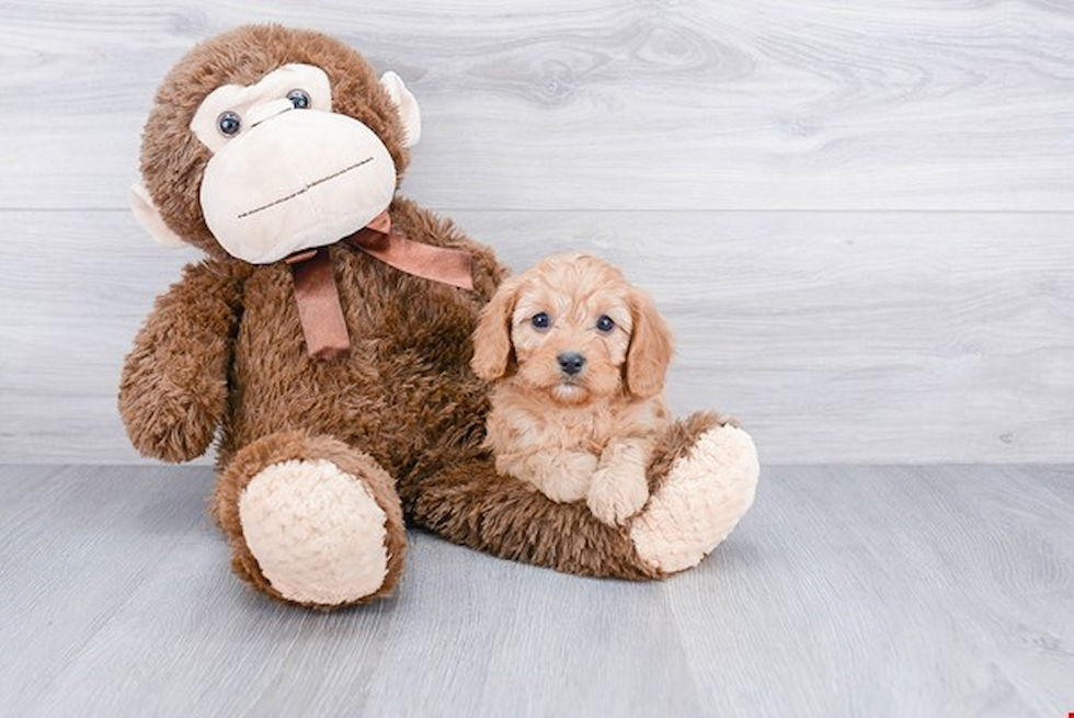 Energetic Cavoodle Poodle Mix Puppy