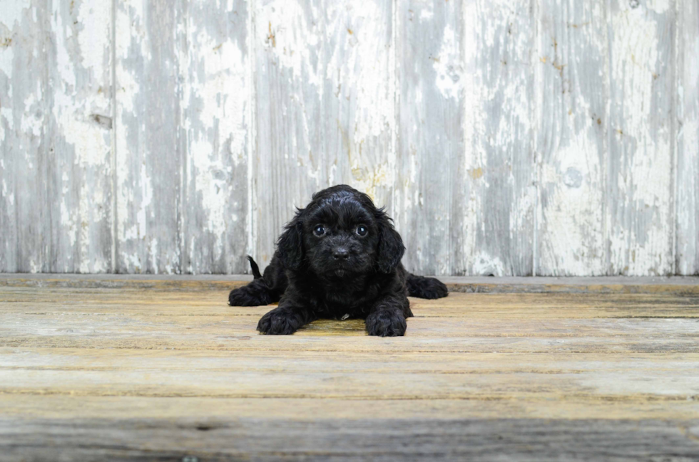 Best Cavapoo Baby