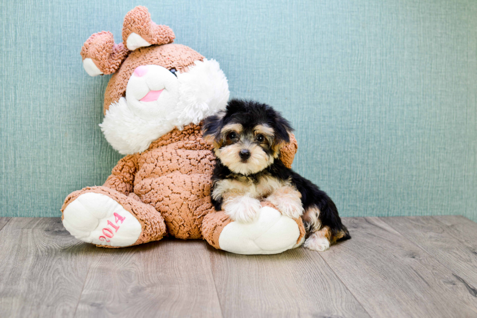 Morkie Pup Being Cute