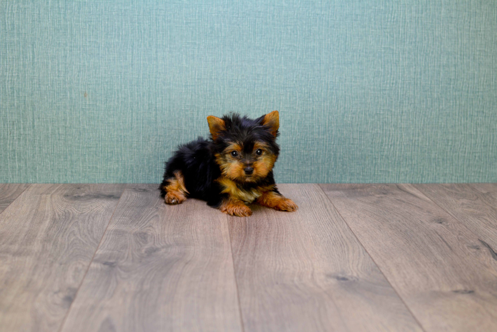 Meet Timmy - our Yorkshire Terrier Puppy Photo 