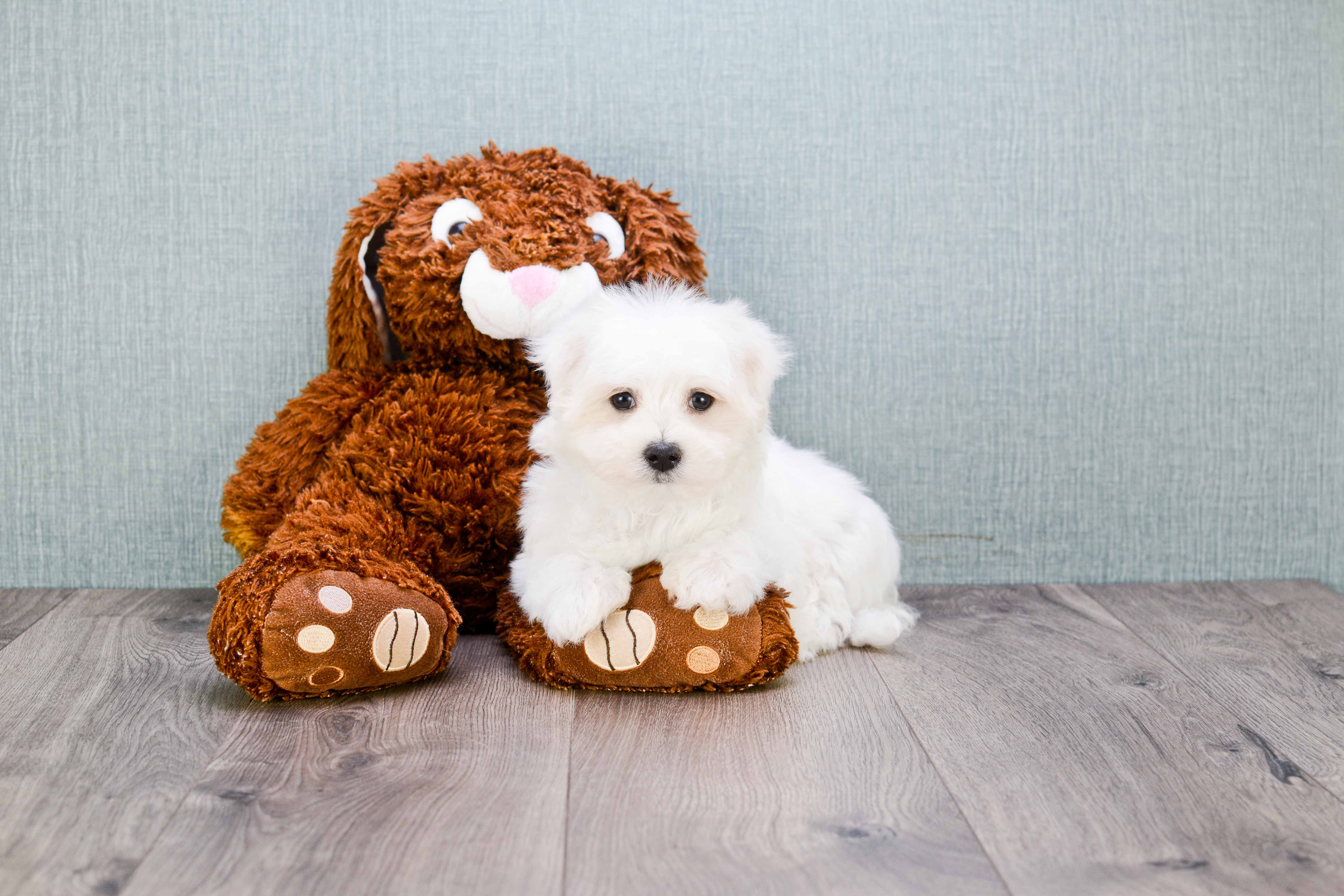 Maltese Puppy for Adoption