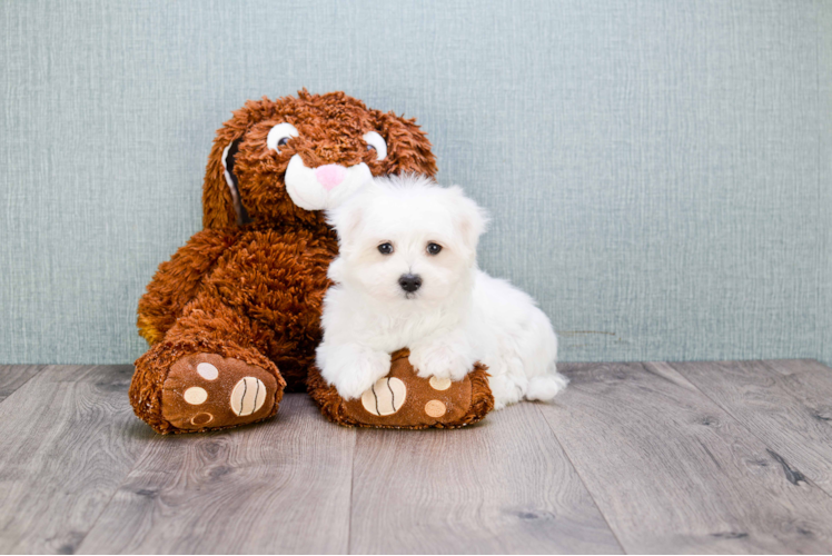 Maltese Puppy for Adoption