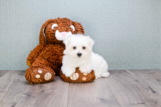 Maltese Puppy for Adoption