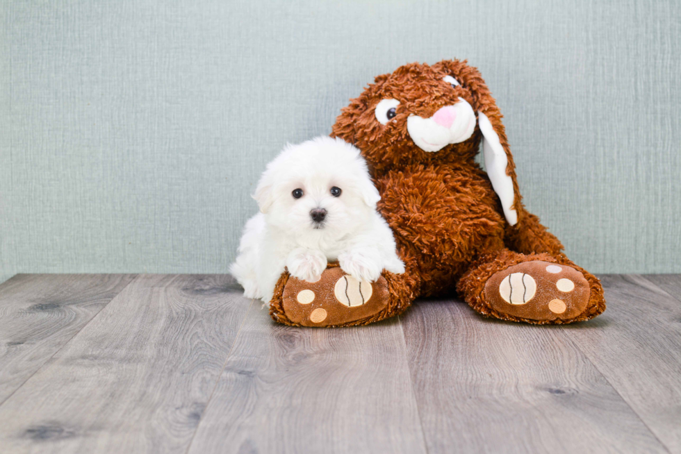Maltese Puppy for Adoption