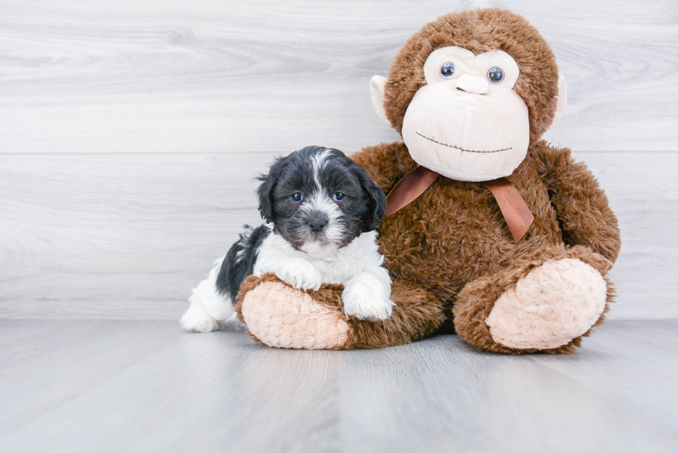 Playful Shichon Designer Puppy