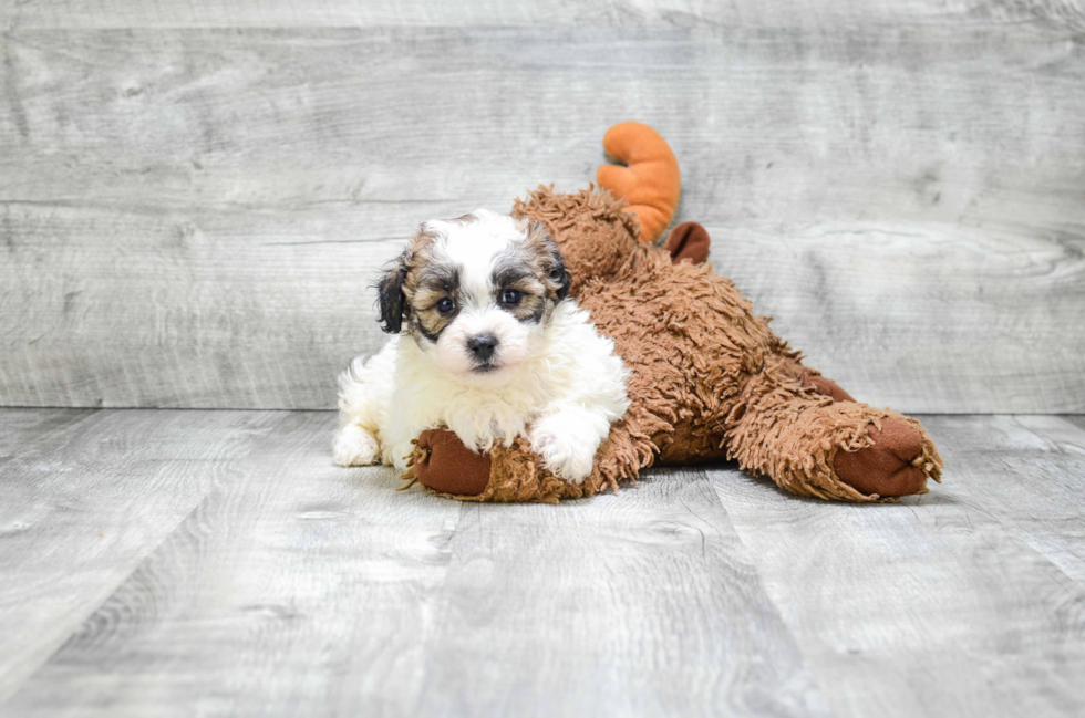 Funny Teddy Bear Designer Pup