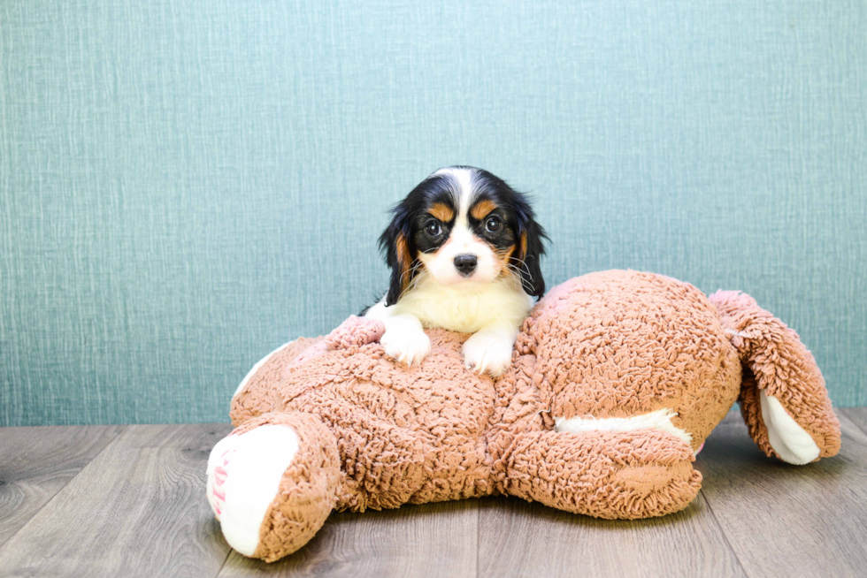 Fluffy Cavalier King Charles Spaniel Purebred Puppy