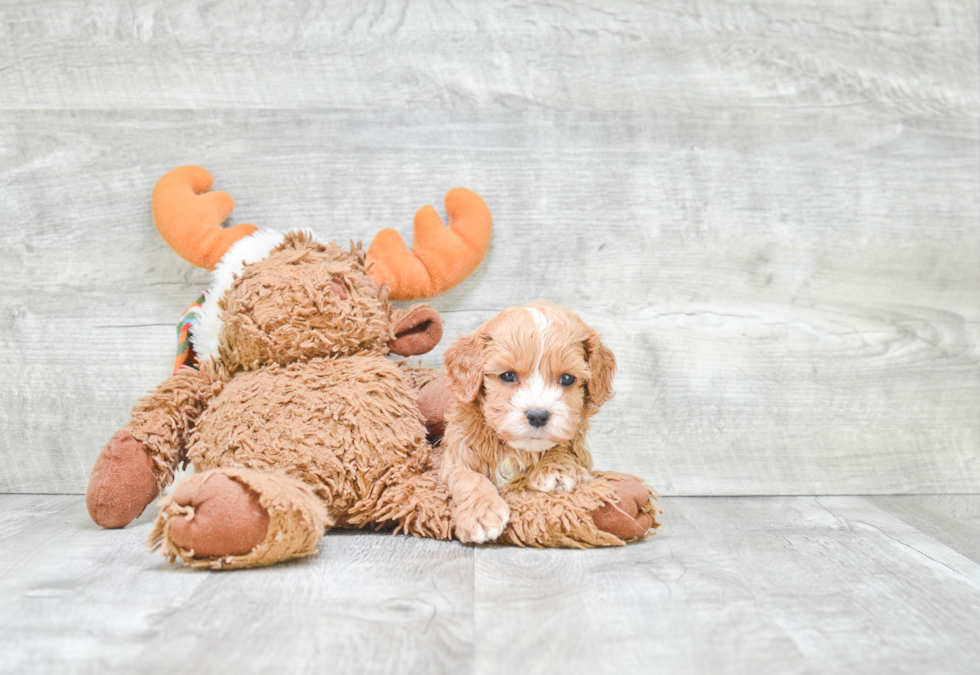 Best Cavapoo Baby