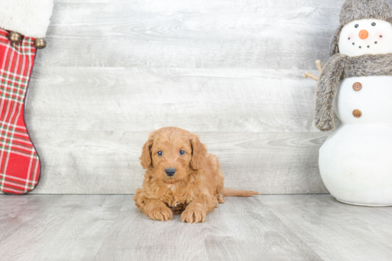 Mini Goldendoodle Puppy for Adoption