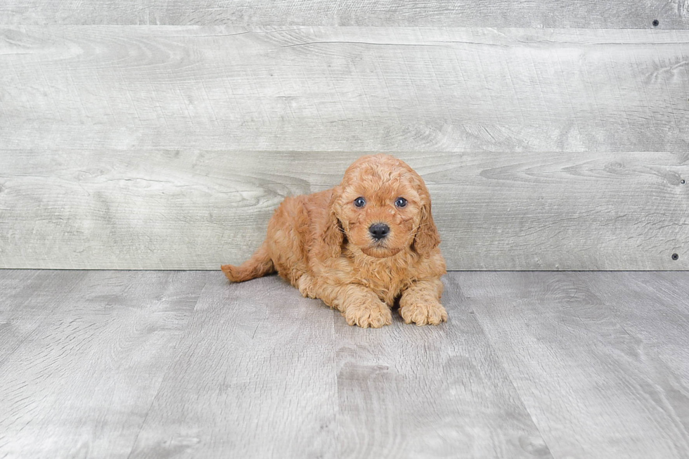 Fluffy Mini Goldendoodle Poodle Mix Pup