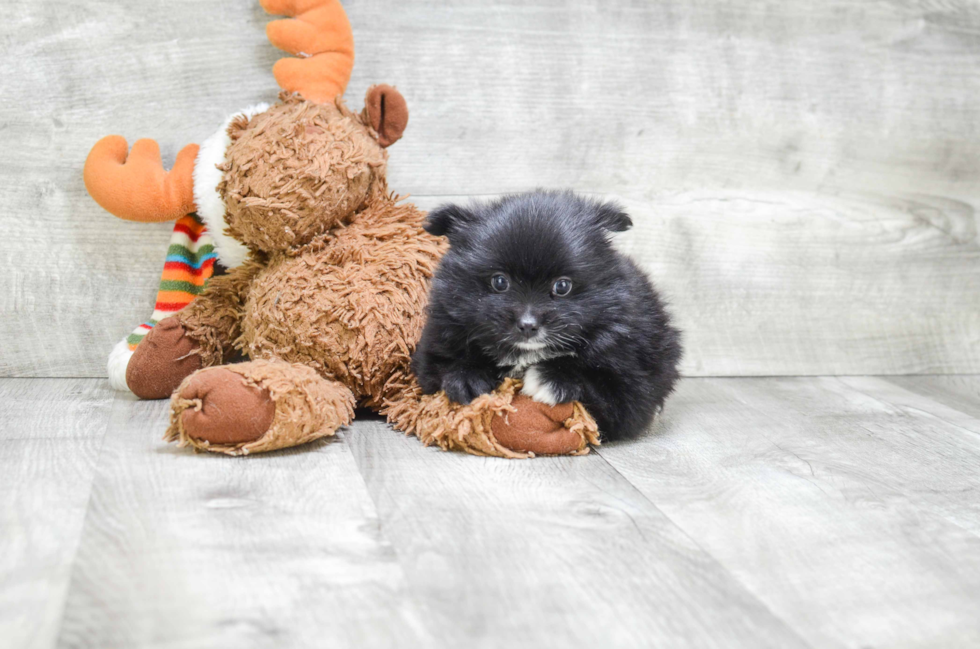 Pomeranian Pup Being Cute