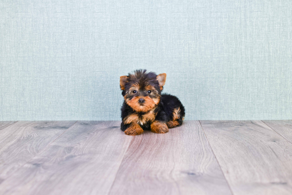 Meet Nugget - our Yorkshire Terrier Puppy Photo 