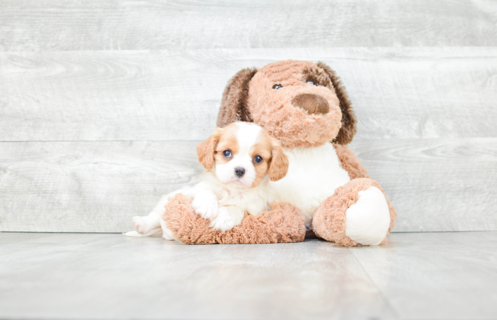 Cavachon Pup Being Cute