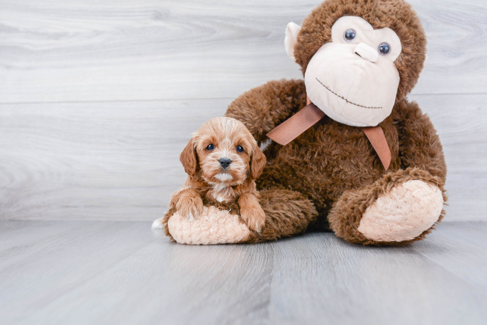 Small Cavapoo Baby